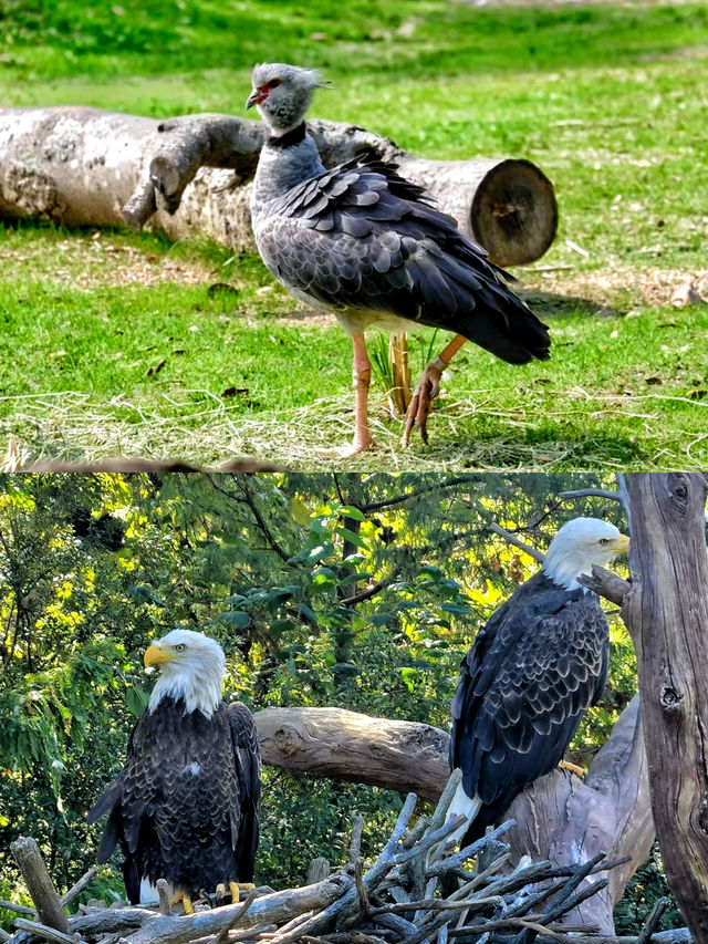 50%0FF休斯頓動物園開啟你與動物的零距離接觸
