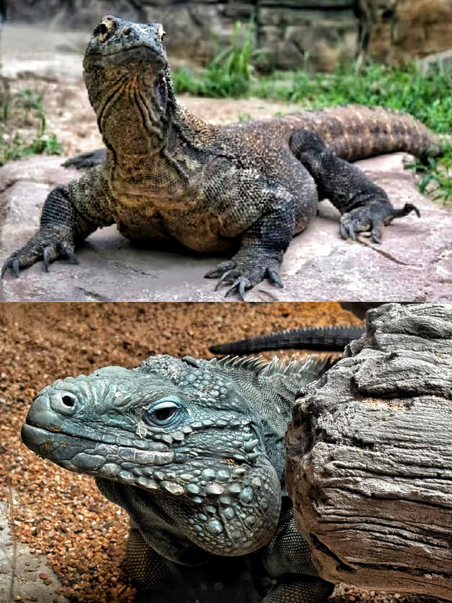 50%0FF休斯頓動物園開啟你與動物的零距離接觸