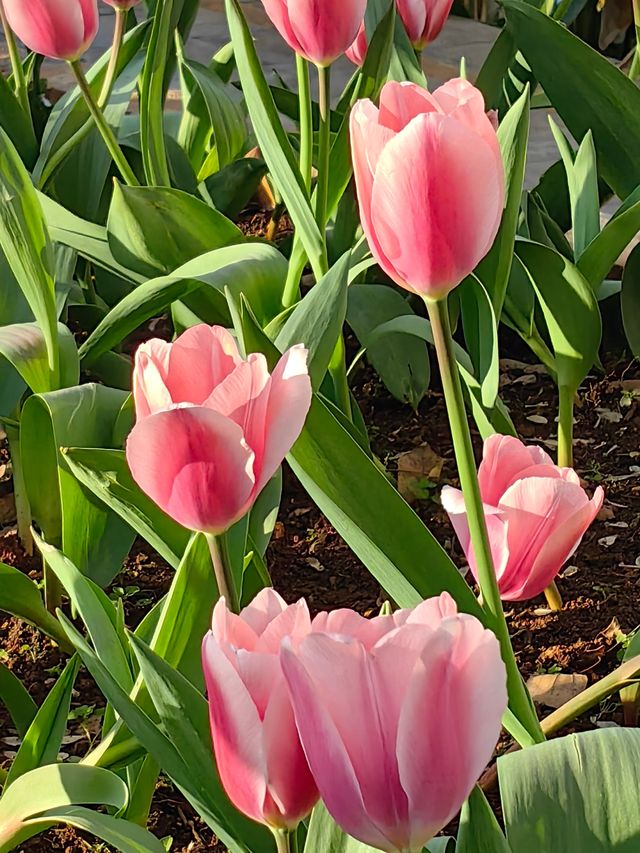 昆明翠湖公園鬱金香花展等你來賞花