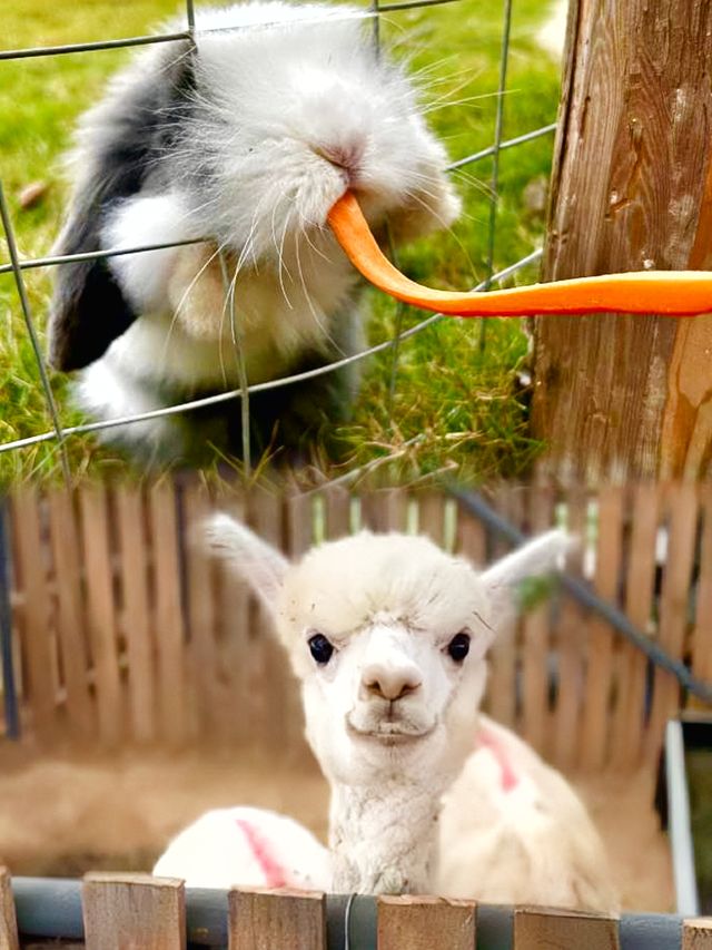 放鬆到唔想返屋企！動物互動美食盛宴！