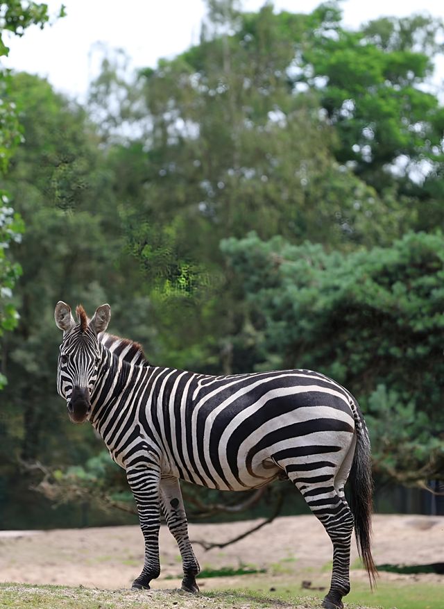 荷蘭蒂爾堡貝克塞·貝爾亨野生園｜動物王國的奇妙之旅