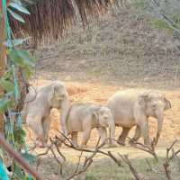 "你絕對沒想到，清遠長隆動物園竟然藏着這些秘密！"