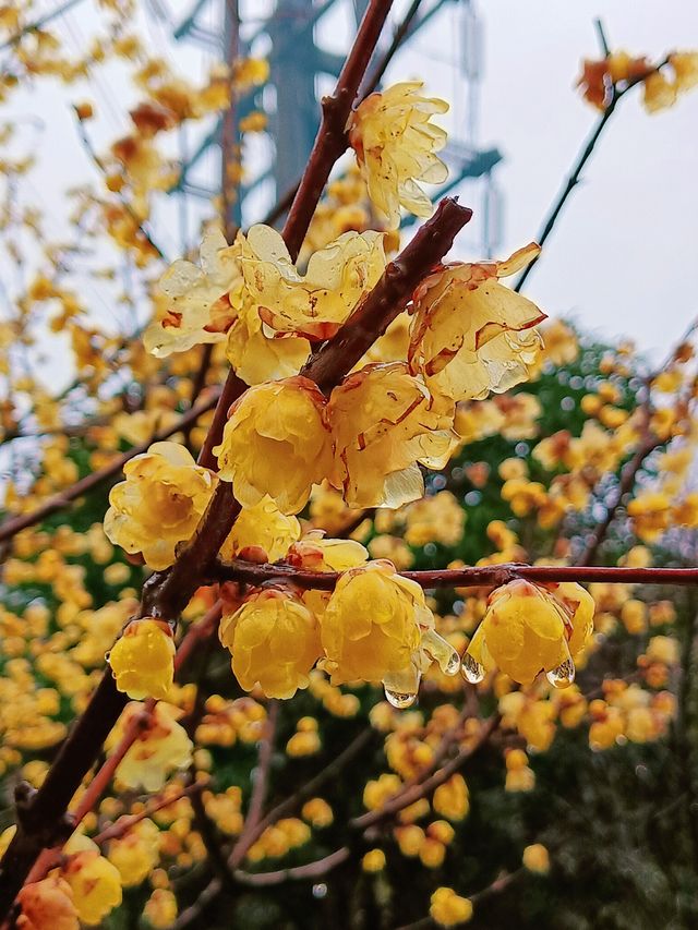 在真如公園遇見「梅」好—踏雨尋梅