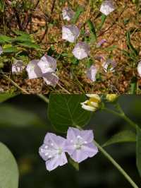 越南占婆塔才不是個普通的公園