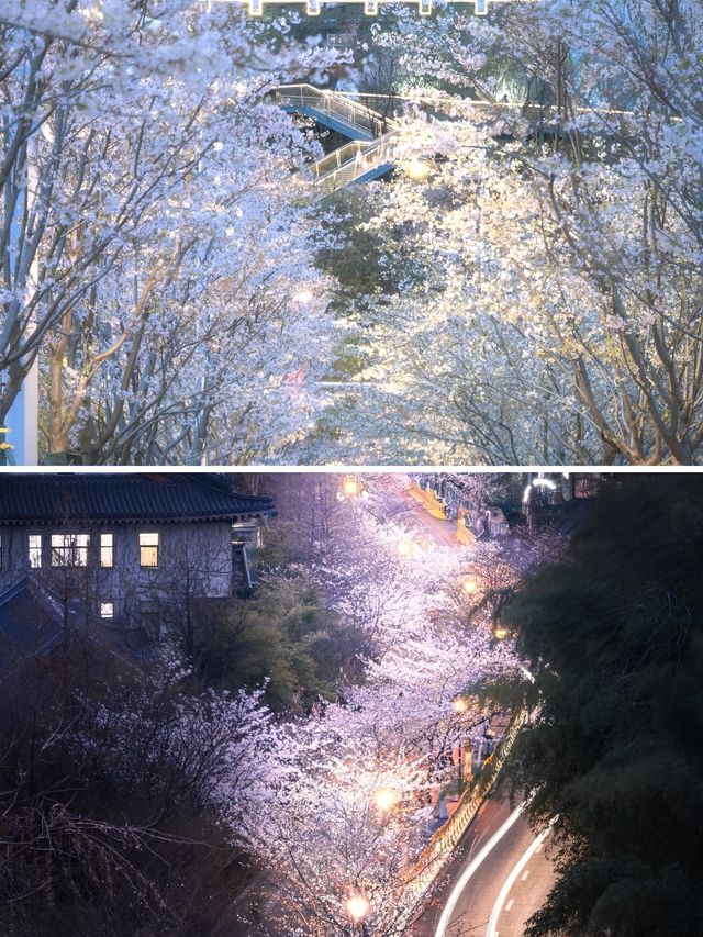 鏡頭下的春和景明｜南京的春天宛如仙境