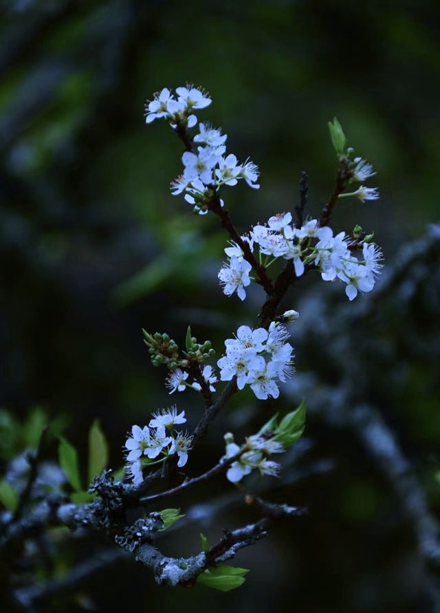 清遠水浪花谷盛花期美爆！