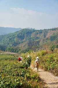 普洱茶，田園風光！