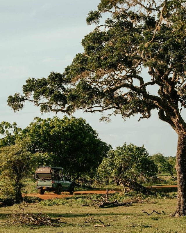 入住斯里蘭卡這家度假村，出門即可觀賞野生動物