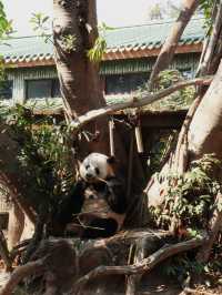 廣州動物園｜與萌寵近距離互動，開啟奇妙之旅