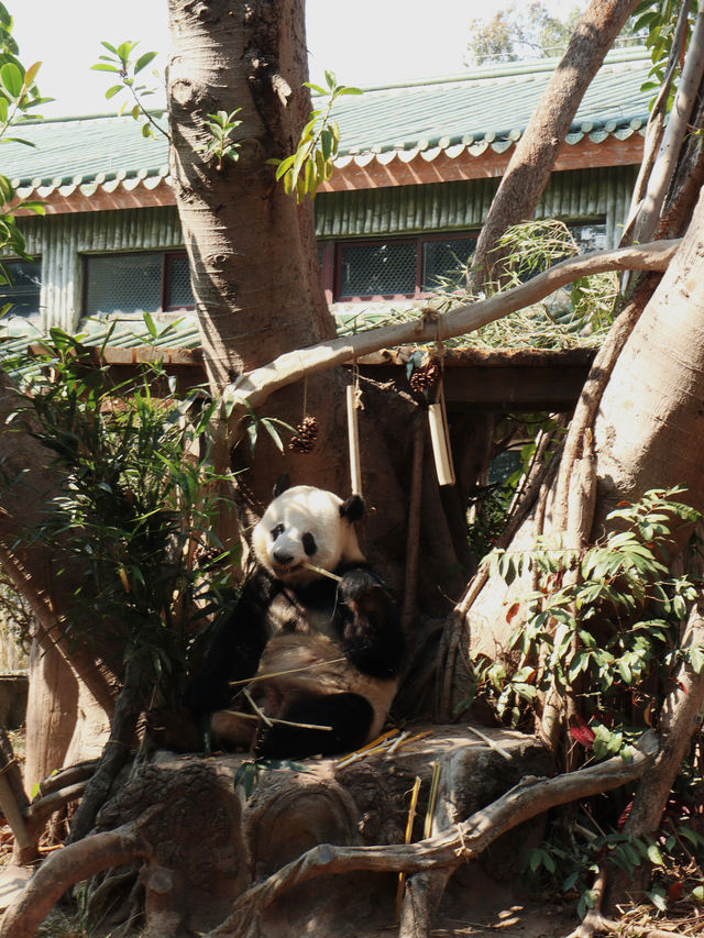 廣州動物園｜與萌寵近距離互動，開啟奇妙之旅