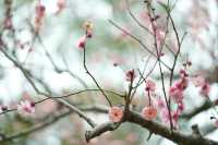 上海世紀公園——共赴梅花的盛宴