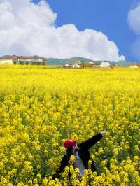 德陽油菜花季封神攻略 冷門花海避開人從眾