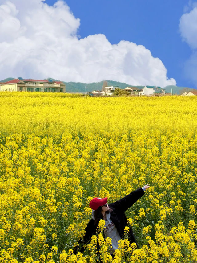 德陽油菜花季封神攻略 冷門花海避開人從眾