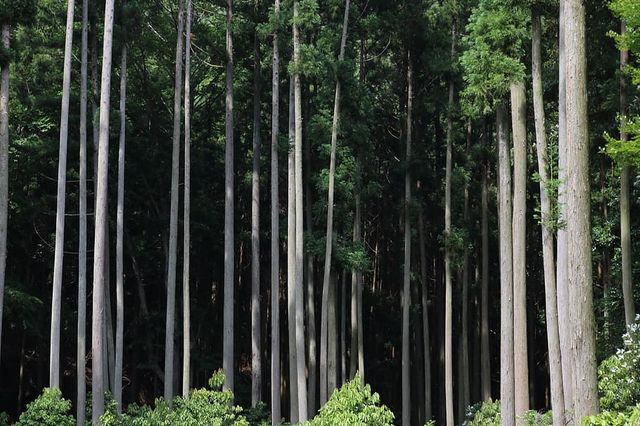 日本對馬島的特別旅程
