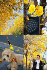 限定黃花風鈴木丨深圳龍華直達好拍