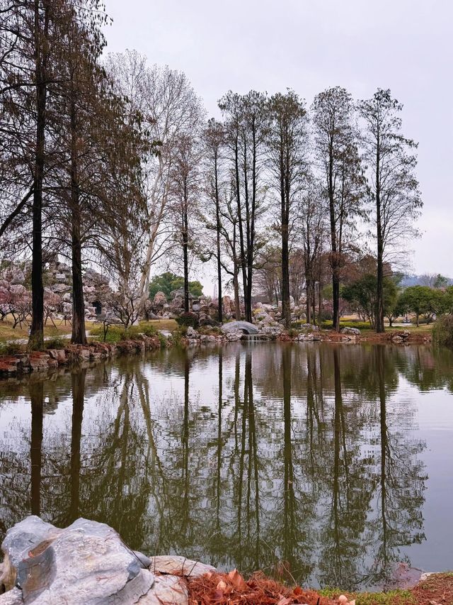 武漢東湖梅園，春天來了