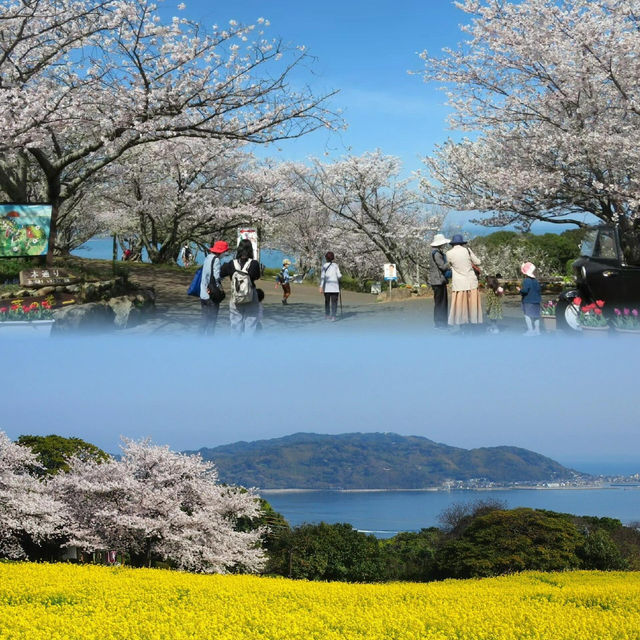 🌸福岡能古島 | 邂逅粉色的春日浪漫