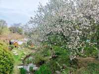 南京這個免費公園才是春日賞花天花板吧！
