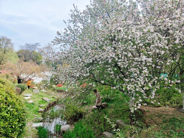 南京這個免費公園才是春日賞花天花板吧！