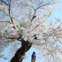 五一日本追櫻全攻略🌸 一次看個夠