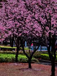 雨中的花兒，為初春的徐匯公園增添了幾分溫馨。