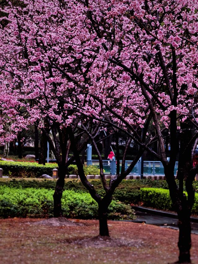 雨中的花兒，為初春的徐匯公園增添了幾分溫馨。