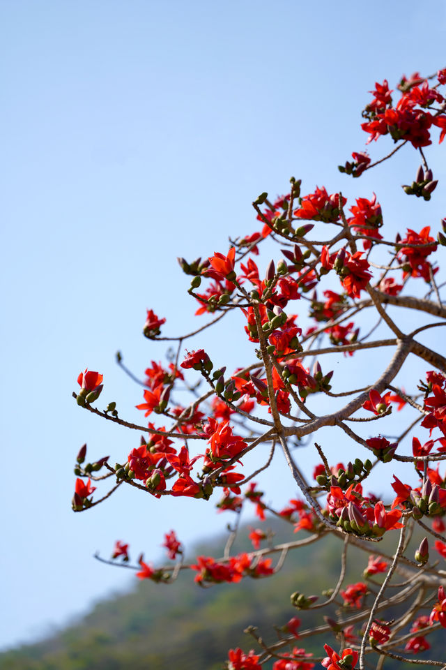 木棉染紅雨林季，王下鄉筆下的「桃花源記」
