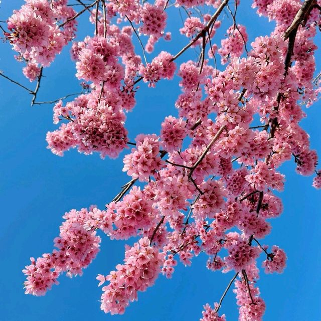 🌸今日份限定！仙台的結弦櫻雨