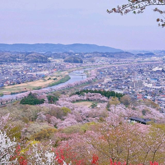 🌸白石川堤一目千本櫻，這趟真不虛此行！
