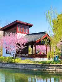 盤點上海十大美景鬱金香公園之｜閘北公園