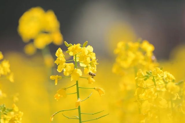 賞花指南 |一起來看銅鼓的「花花世界」！