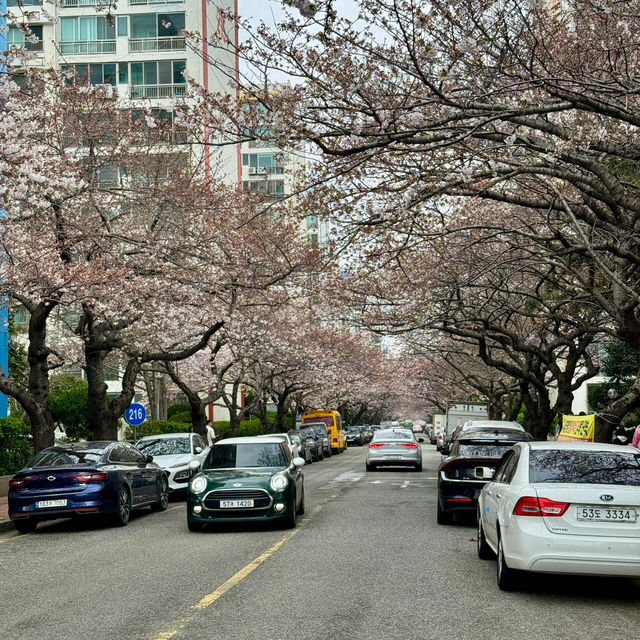 🇰🇷釜山的春天，只去這5個地方就夠了！