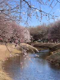 【春日限定】奧森桃花谷 花海美到心醉