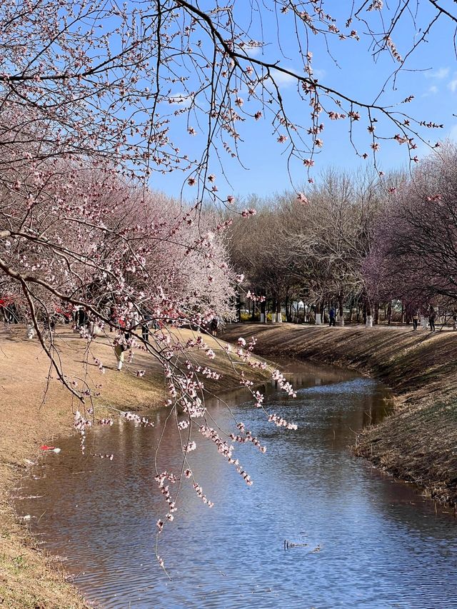 【春日限定】奧森桃花谷 花海美到心醉