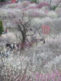 梅花盛開時「香雪海」三個字具象化了