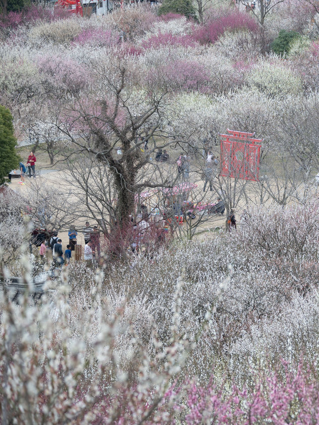 梅花盛開時「香雪海」三個字具象化了