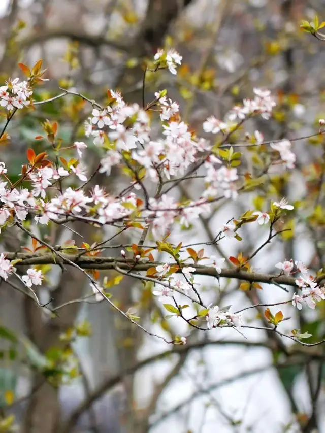 ชมซากุระบานสะพรั่งใกล้กับวัดขงจื๋อในฤดูใบไม้ผลิ🌸