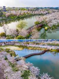 百畝櫻花