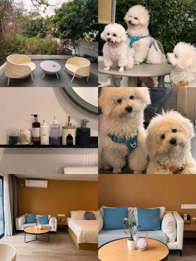 Shenzhen's Top Pet-Friendly Homestay!