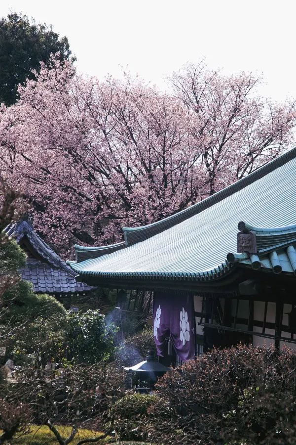 春分の日に花を楽しむ