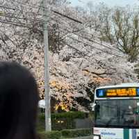 福岡限定🌸3.28舞鶴公園櫻花直擊
