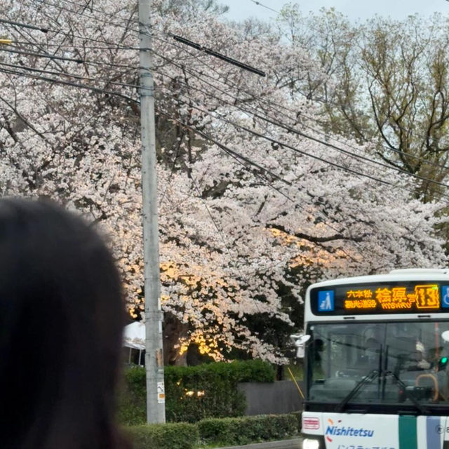 福岡限定🌸3.28舞鶴公園櫻花直擊