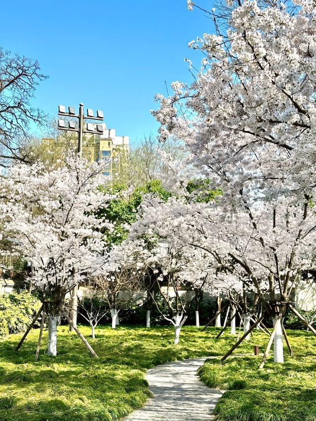 西安櫻花暴擊｜小雁塔櫻花全盛期實拍
