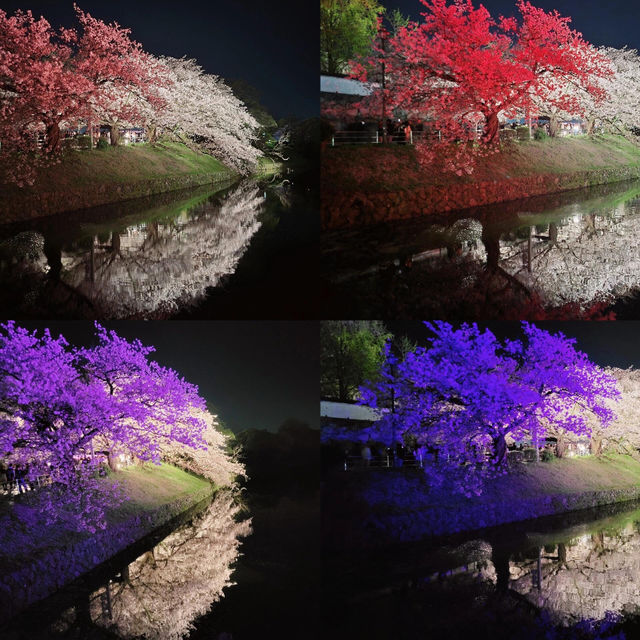 🌸福岡遊之舞鶴公園賞櫻🌸 