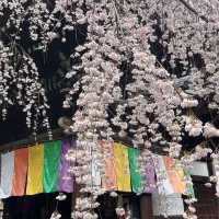 京都櫻花：六角堂🌸  
