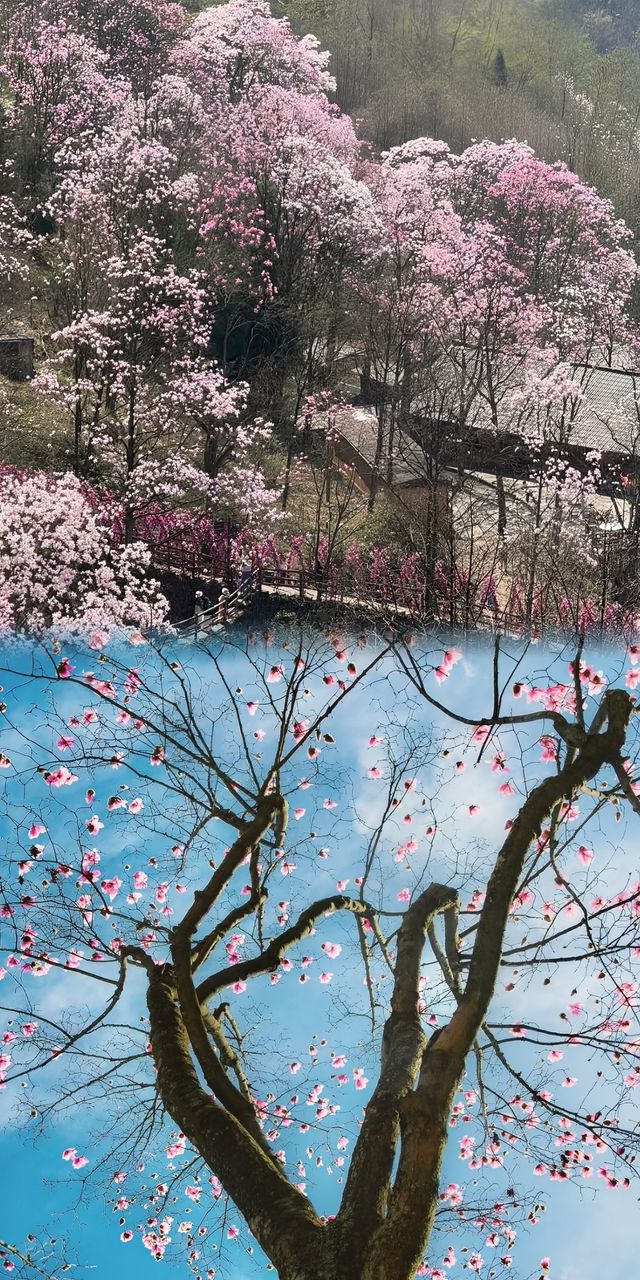 在成都周邊既能徒步又能賞花的地方這裡絕對是你的不二之選
