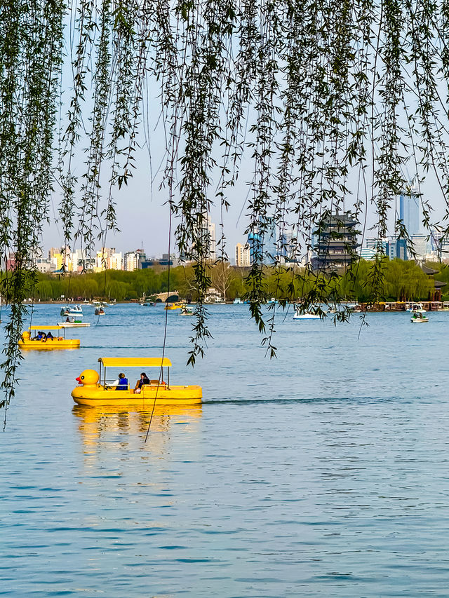 濟南四月頂流！大明湖海棠花開，美到犯規！