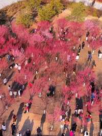 西流湖公園：梅香四溢嘅冬日詩意