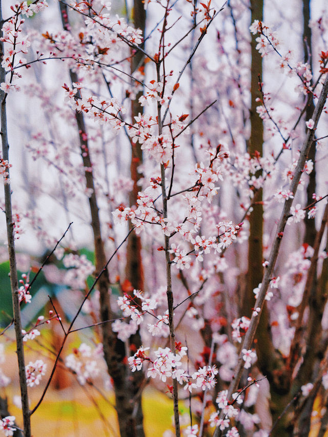 全網首發：櫻花油菜花同框，3.13實拍