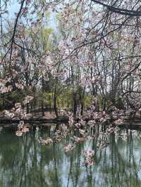 北京朝陽奧林匹克森林公園｜春日頂流花海